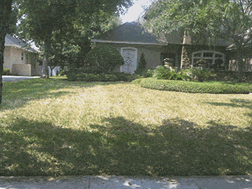 Lawn showing insect stress
