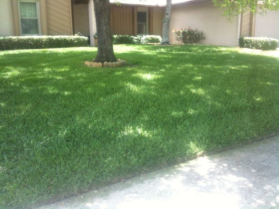 Thick, healthy green lawn